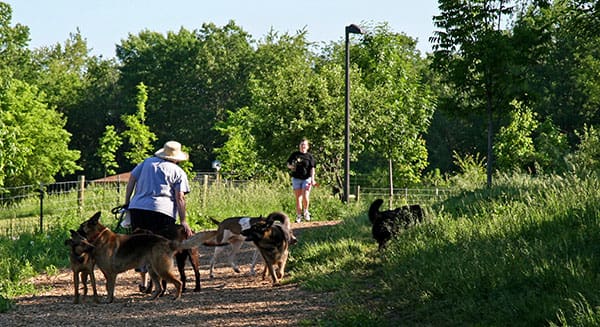 Dogs playing at Alimagnet Dog Park in Burnsville MN