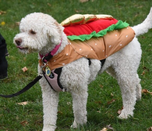 Dog with Costume